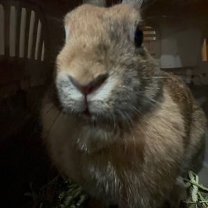 Meet your Posher, Angel